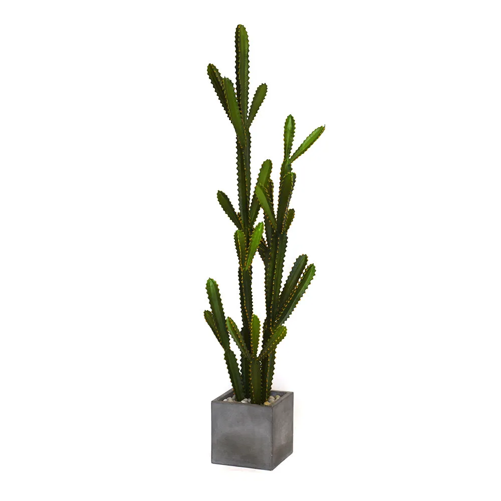 Cactus Garden in Cube Concrete Planter • 2 Sizes