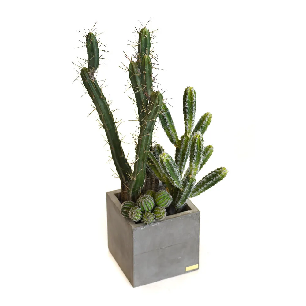 Cactus Garden in Cube Concrete Planter • 2 Sizes