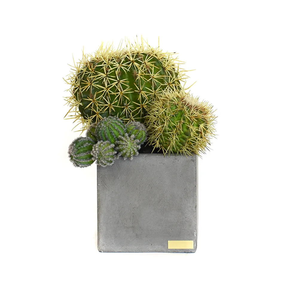 Cactus Garden in Cube Concrete Pot SM