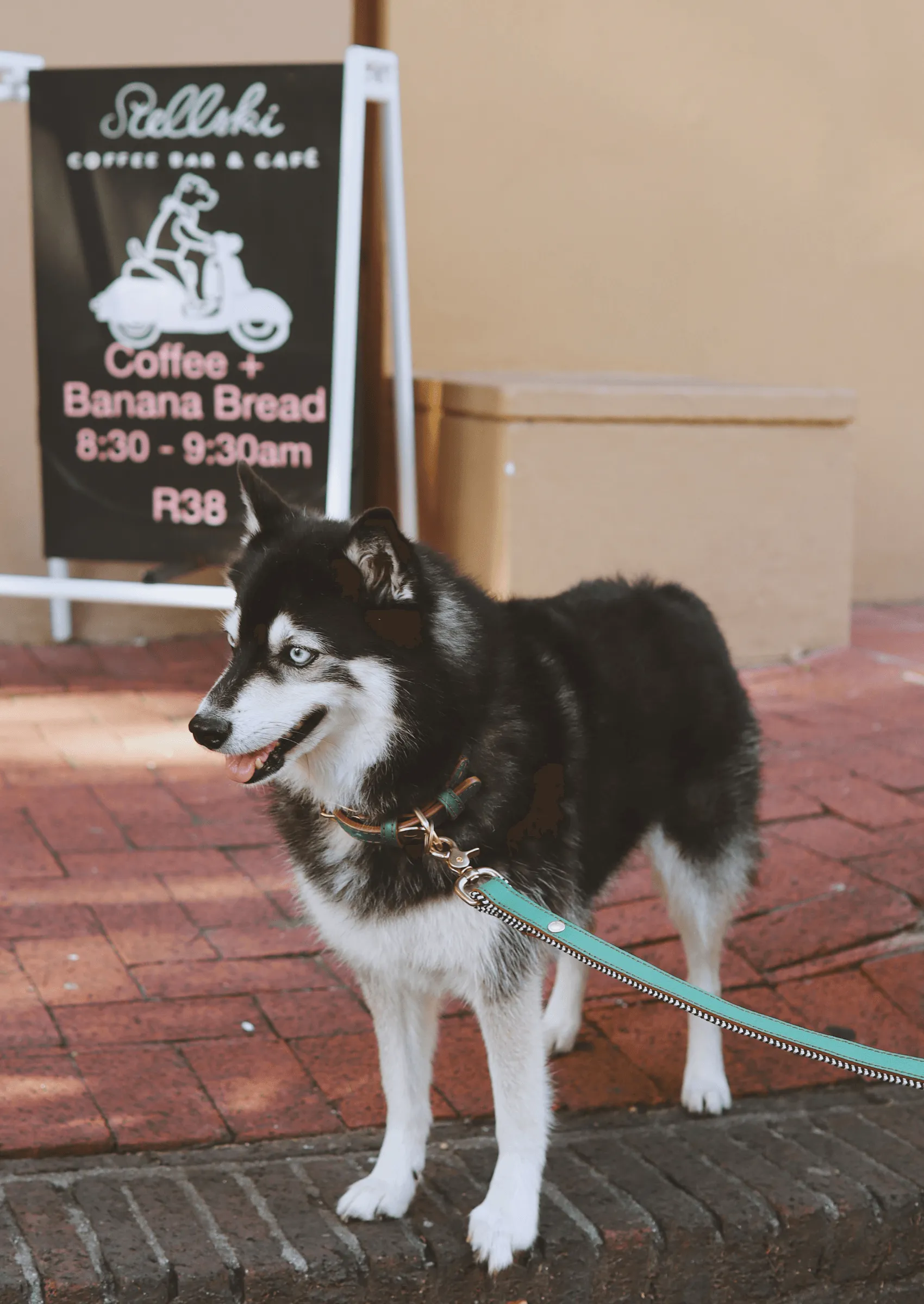 Everyday Leather Dog Leash | Green Shady