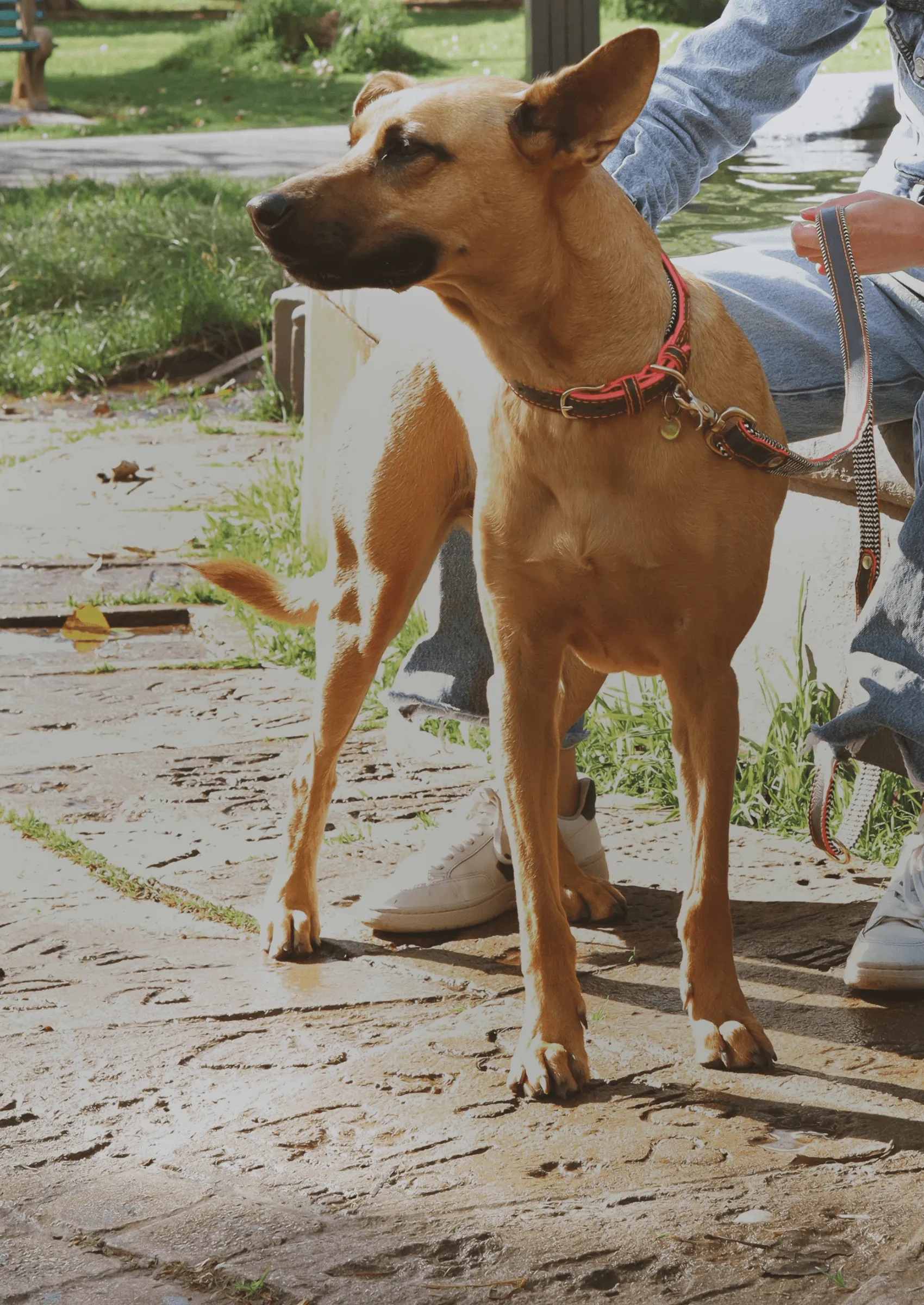 Everyday Leather Dog Leash | Grey Z