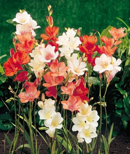 Tritonias – Mixed – 50 bulbs p/pack (Bulbs - not seeds)